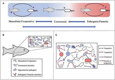 Opportunities and Challenges to Microbial Symbiosis Research in the Microbiome Era